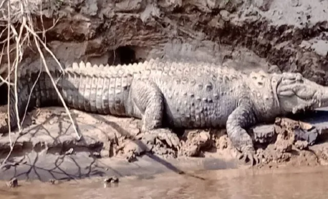 ୱାଲିପୁର ଓ ରାଉତପଡ଼ାରେ କୁମ୍ଭୀର ଆତଙ୍କ