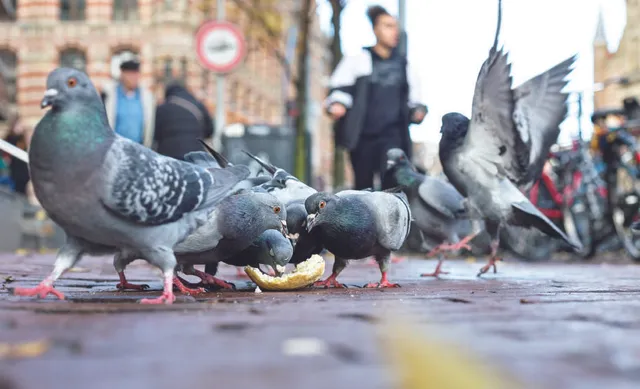 ମାରାତ୍ମକ ସୁପର୍‌ବଗ୍‌ ପ୍ରସାର କରୁଛନ୍ତି ସହରୀ ପକ୍ଷୀ!