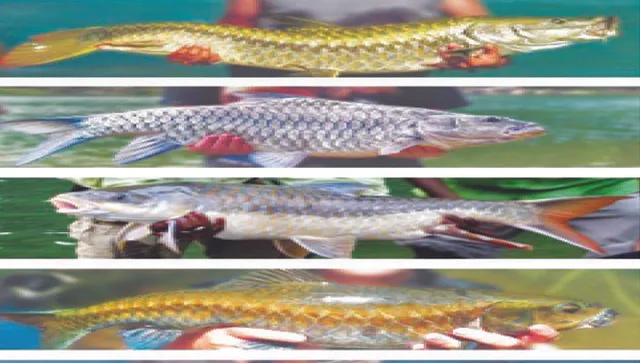 ଆଉ ମିଳୁନାହାନ୍ତି ‘ମହାଶିର’: ଶିମିଳିପାଳ ଅବବାହିକାରୁ ଉଭେଇ ଗଲାଣି ନଦୀର ବାଘ