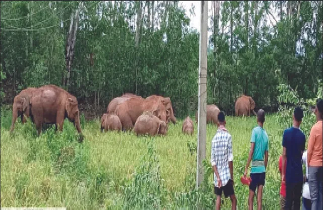 ଜଙ୍ଗଲରେ ମଣିଷ, ଗାଁରେ ହାତୀ: ନଷ୍ଟ ହୋଇଗଲାଣି ହାତୀ କରିଡର୍‌