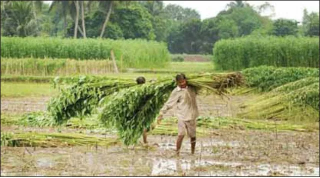 ଝୋଟ ଚାଷରୁ ମୁହଁ ଫେରାଉଛନ୍ତି ଚାଷୀ: ପ୍ରୋତ୍ସାହନ ନାହିଁ, ୭ ଜିଲ୍ଲାରେ ଅଭାବୀ ବିକ୍ରି