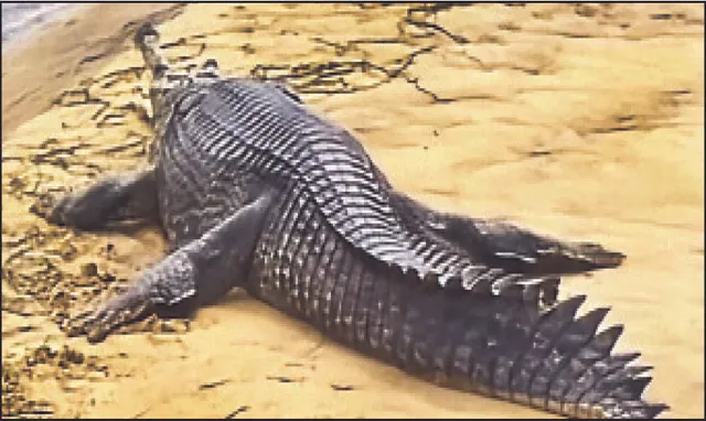 କାଠଯୋଡ଼ି ପଠାରେ ୧୦ଫୁଟିଆ ଘଡ଼ିଆଳ