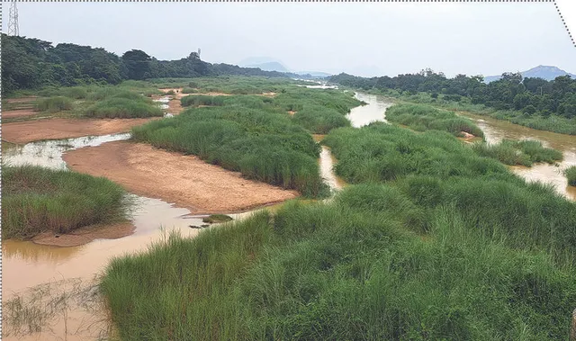 ନଦୀଶଯ୍ୟା ଏବେ କାଶତଣ୍ଡୀ ବଣ: ୨୦ ବର୍ଷରେ ବଦଳିଯାଇଛି ଋଷିକୁଲ୍ୟା, ବଡ଼ନଦୀର ଚିତ୍ର