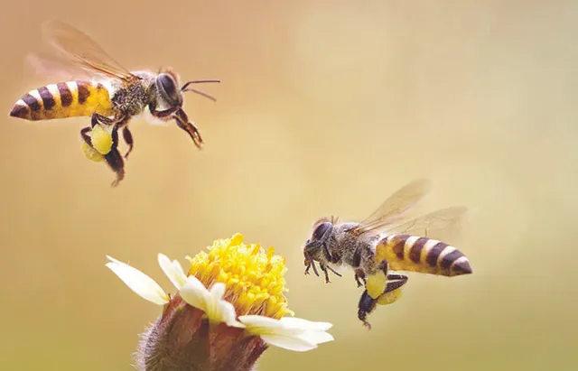 ଫୁଲରୁ ସୁଗନ୍ଧ ପାଉନି ମହୁମାଛି