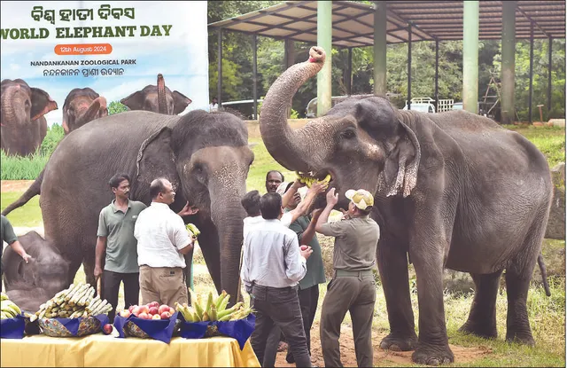 ନନ୍ଦନକାନନରେ ବିଶ୍ବ ହାତୀ ଦିବସ: ମନ ମୋହିଲା ଲିସା, ଅଭିମାନ କଲା ବାସନ୍ତୀ