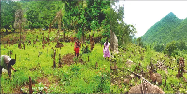 ନିୟମଗିରିରେ ନିୟମ ଉଲ୍ଲଂଘନ: ଲୋପ ପାଇଲାଣି ଔଷଧୀୟ ବୃକ୍ଷଲତା