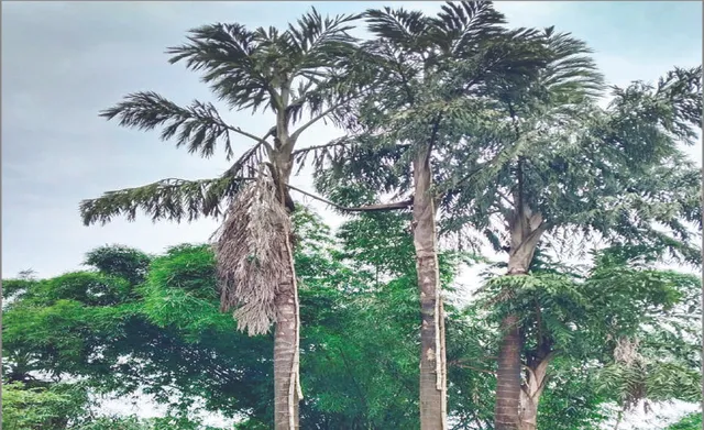 ବଣ୍ଡାଘାଟିରେ ବିଲୁପ୍ତ ପ୍ରାୟ ସଲପ ଗଛ: ବଣ୍ଡାଙ୍କ ସମୃଦ୍ଧିର ପ୍ରତୀକ ଏହି ଗଛ