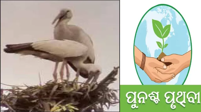 ଗେଣ୍ଡାଳିଆଙ୍କ କଳରବରେ ମୁଖରିତ ଗଡ଼ପଳାଶୁଣି: ମୌସୁମୀ ଆଗମନରେ ଆସି ଦୀପାବଳିରେ ଫେରନ୍ତି