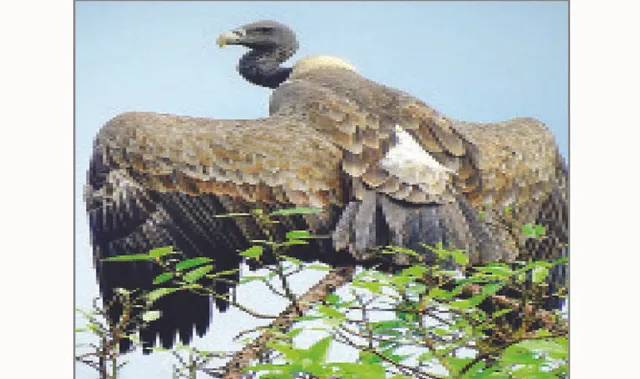 ଗାଏବ ହୋଇଗଲେ ଶାଗୁଣା: କରଲାପାଟ ଅଭୟାରଣ୍ୟର ରାବଣ ଡଙ୍ଗରରେ ଥିଲେ ହଜାରେରୁ ଅଧିକ