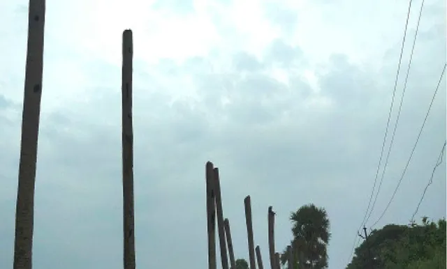 ବଜ୍ରପାତରେ ଜଳିଗଲାଣି ଶତାଧିକ ତାଳଗଛ