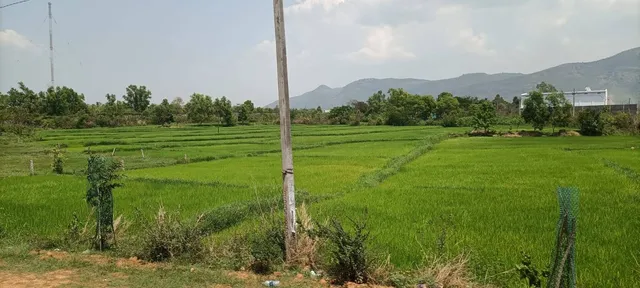 ପ୍ରଧାନମନ୍ତ୍ରୀ ଫସଲ ବୀମାରୁ ମୁହଁ ଫେରାଉଛନ୍ତି ଚାଷୀ: ଜମି ପରିମାଣର ସମୁଦ୍ରକୁ ଶଙ୍ଖେ