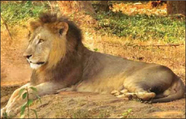 ‘କ୍ରାଇସିସ୍‌ ମ୍ୟାନେଜର୍‌’ କ୍ରିସ୍‌ ମରିଗଲା