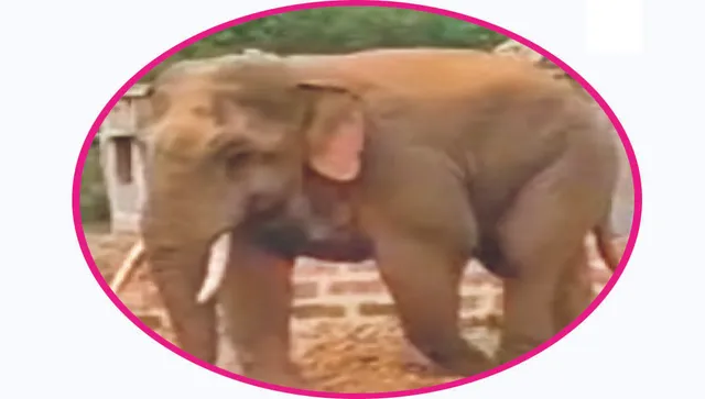 ପୋଷ୍ଟମର୍ଟମ୍‌ ରିପୋର୍ଟ: ୩ ଘଣ୍ଟା ଛଟପଟ ହୋଇଥିଲା ରାମୁ