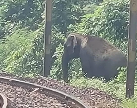 ରେଳଧାରଣାରେ କଟିଗଲା ଛୁଆ ହାତୀ