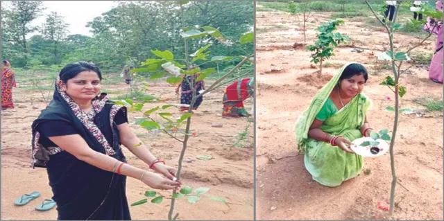 ଗଛକୁ ରାଖୀ ବାନ୍ଧି ଭାଇର ସମ୍ପର୍କ ଯୋଡ଼ୁଛନ୍ତି ମହିଳା: ୨୦ ଗାଁରେ ନିଆରା ରକ୍ଷାବନ୍ଧନ