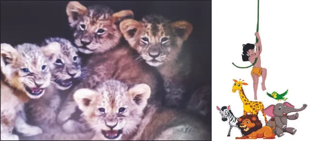 ଆଜି ବିଶ୍ବ ସିଂହ ଦିବସ: ନନ୍ଦନକାନନରେ ୨୩ ସିଂହ