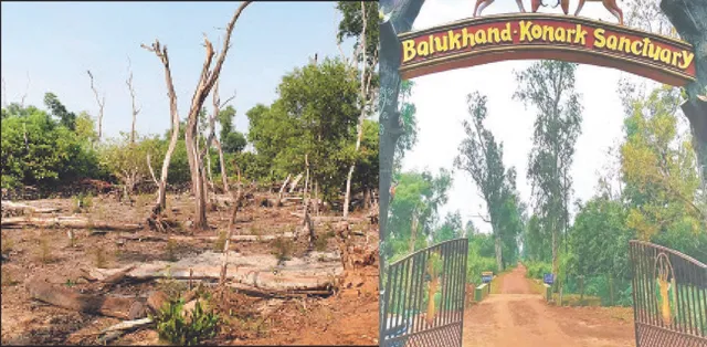 ବିପଦରେ ବାଲୁଖଣ୍ଡ ଅଭୟାରଣ୍ୟ: ବିଲୁପ୍ତ ପଥରେ ଉଦ୍ଭିଦ ଓ ବନ୍ୟଜନ୍ତୁ