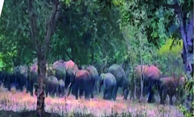 ଅସୁରକ୍ଷିତ ହାତୀ କରିଡର, ଗାଁ ମୁହାଁ ଗଜରାଜ