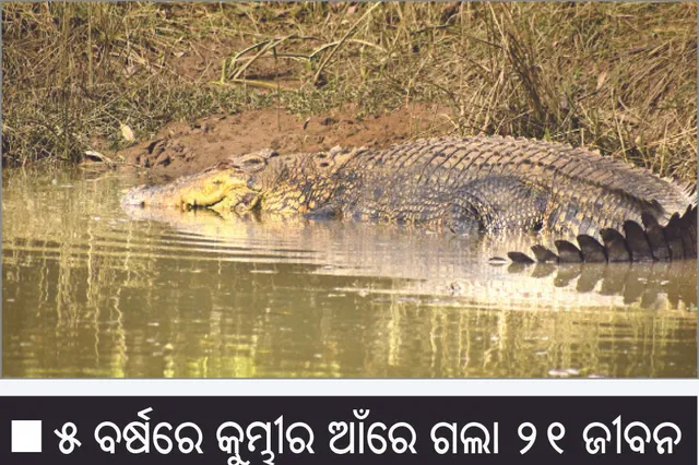 ବ୍ରାହ୍ମଣୀରେ ବଢ଼ୁଛି ଲୁଣା ଅଂଶ କୁମ୍ଭୀର ଉପରମୁଣ୍ଡ ମୁହାଁ: ୫ ବର୍ଷରେ କୁମ୍ଭୀର ଆଁରେ ଗଲା ୨୧ ଜୀବନ