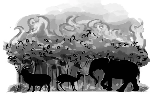 ଦର୍ପଣ: ଭାରତରେ ଜଙ୍ଗଲ ନିଆଁ