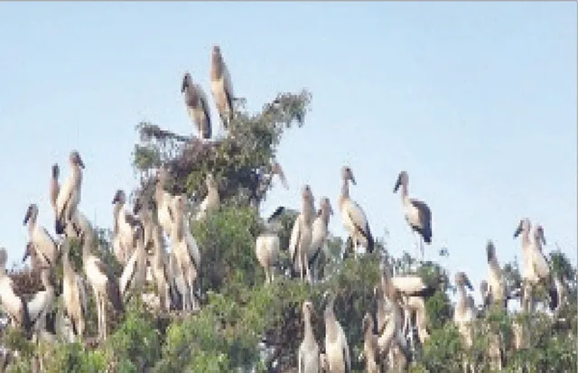 ଗେଣ୍ଡାଳିଆଙ୍କ ପ୍ରଜନନ ସ୍ଥଳ ବଂଶଧାରା କୂଳ: କ୍ରମାଗତ ହ୍ରାସ ପାଉଛି ପକ୍ଷୀଙ୍କ ସଂଖ୍ୟା