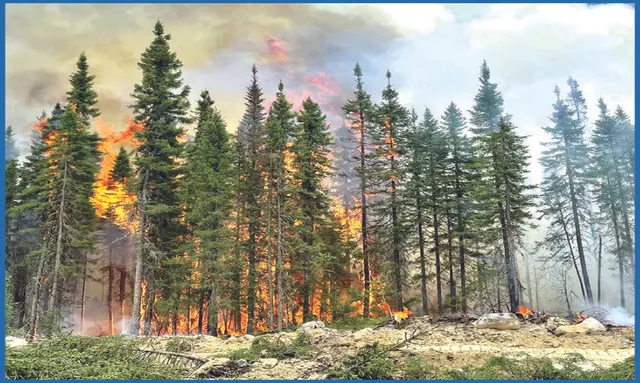 ବନାଗ୍ନିରେ ଶ୍ବାସକ୍ରିୟା ବନ୍ଦ କରିଦିଅନ୍ତି ଗଛ