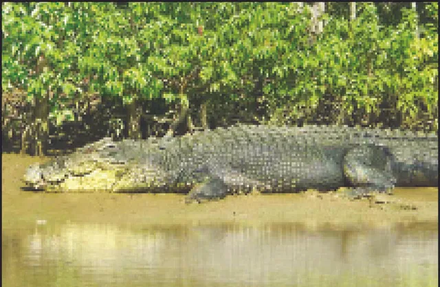 କୁମ୍ଭୀର ମରିବା ପରେ ବି ନିଷ୍କ୍ରିୟତା: ଭିତରକନିକାକୁ ପଲିଥିନ୍‌ ବିପଦ