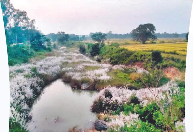 ଆବର୍ଜନାପୂର୍ଣ୍ଣ ଅରଡ଼େଇ: କାର୍ଯ୍ୟକାରୀ ହେଉନି ଅଦାଲତଙ୍କ ନିର୍ଦେଶ