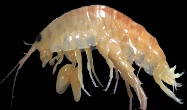 ନୂତନ ପ୍ରଜାତିର ଉଭୟଚର ‘ଆମ୍ଫିପୋଡ୍’ ଚିହ୍ନଟ