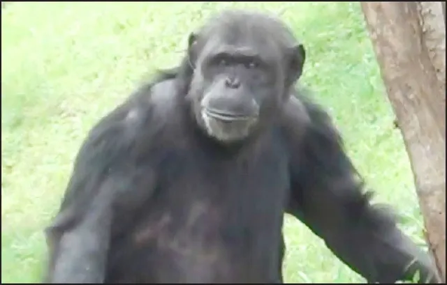 ବୁଢ଼ା ଜୁଲୁର ଦେହ ଭଲନାହିଁ: ୧୨ ଛୁଆଙ୍କ ବାପା, ୩୦ ବର୍ଷର ସଂସାର