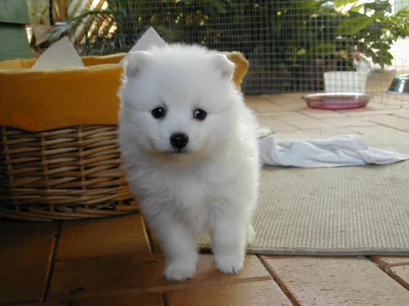 puppyyyyyyyyyyyy