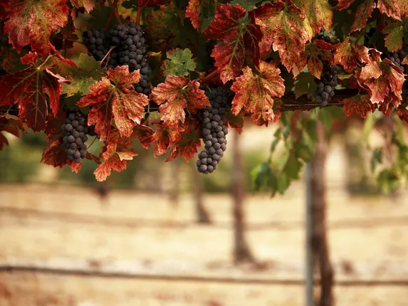 nature_leaves_blur_84980_1280x960