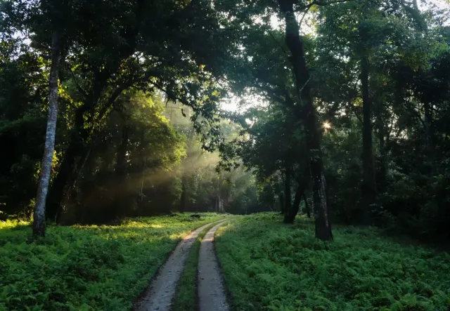 gorumara-ezgif.com-crop