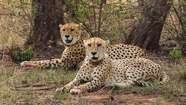 NAMIBIYAN CHEETA