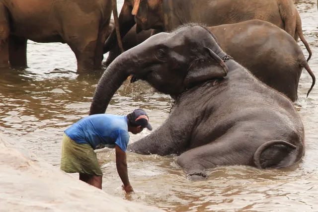 Elephant taking bath