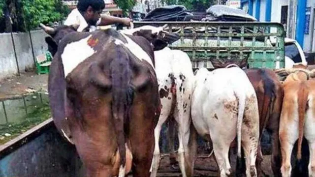 Cow