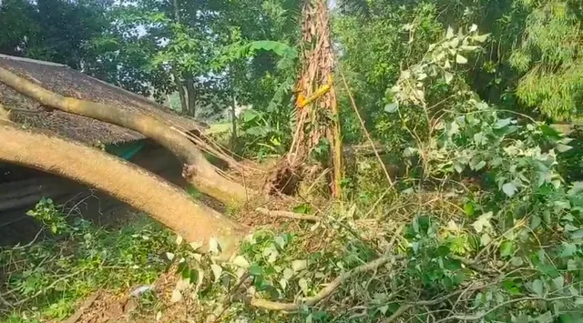 পশ্চিম মেদিনীপুরের ডেবরায় কালবৈশাখী ঝড়ে গাছ পড়ে বাড়ি ভাঙলো, গ্রাম পঞ্চায়েত নীরব
