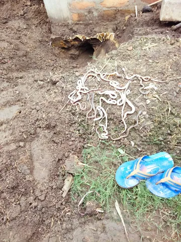 WhatsApp Image 2025-07-05 at 7.20.26 PM