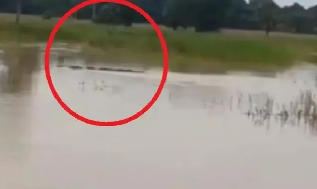 odisha flood crocodile found