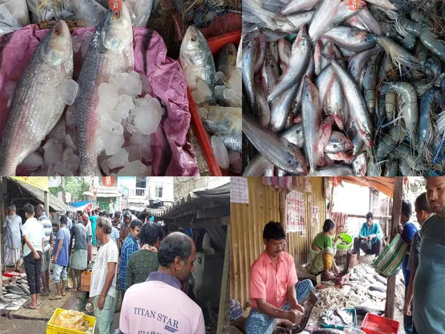 fish