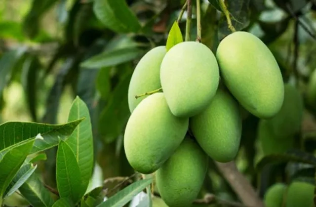 কচি আম