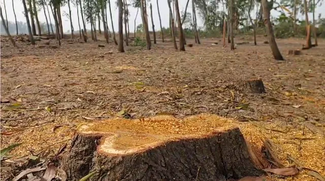 tree cut.png