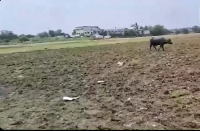 কজবন 