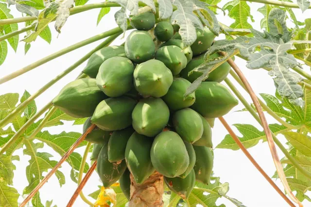 papaya
