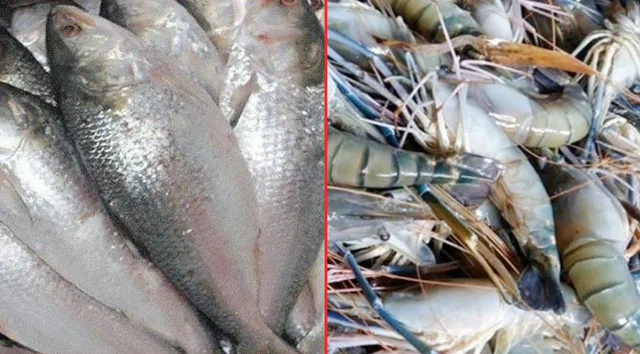 ইলিশ-চিংড়ি