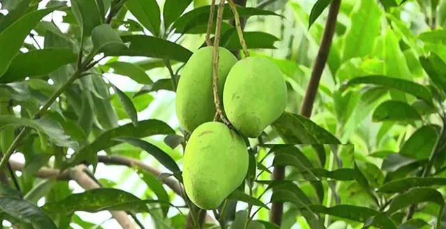 কচি আম