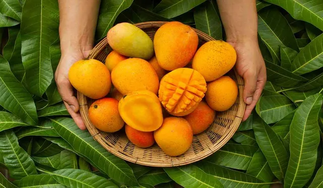 mango new