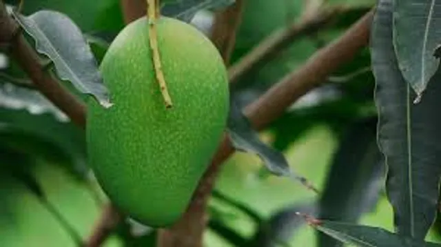 কচি আম