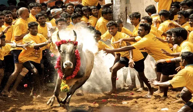 jallikattu-ezgif.com-webp-to-jpg-converter (1).jpg