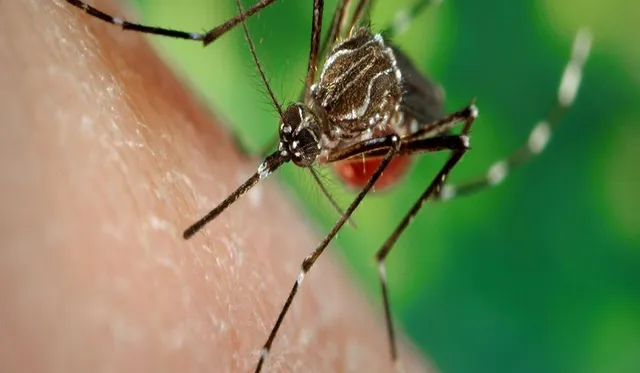 Dengue-p9ablah308tro0z5wnc5mekyb7yyki3klx2iwgwx3c.jpg